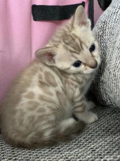 Bengal kitten Brown Snow