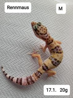 Leopardgeckos NZ 21 abzugeben