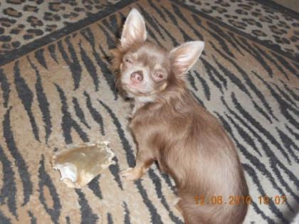 Chihuahua Langhaar Hündin bis 14. 9. abzugeben