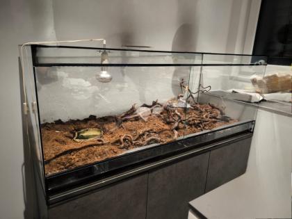 Königsnatter Königs Natter Könignatter einzelne Natter suchen dringend Zuhause Natter mit Terrari