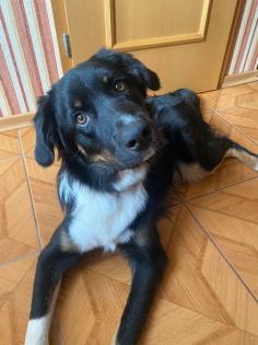 Australian Shepherd