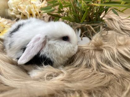 Minilop-Zwergwidder-Mini Lop-Zwergkaninchen-Tierversand möglich