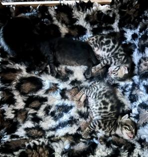 Bengalen aus liebevoller Zucht mit TICA-Stammbaum melanistic und brown spotted