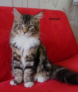 2 freche aber süße Maine Coon Mädels