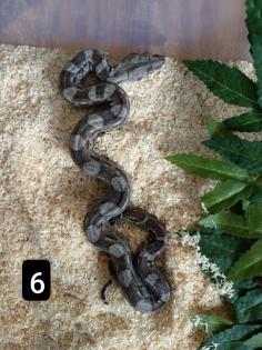 Cay Caulker Boa Belize Nachzuchten