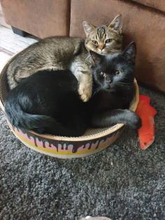 Britisch Kurzhaar Mix Kitten