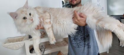 Maine Coon Kitten ohne Papiere shaded Linie