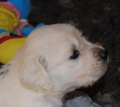Traumhaft schöne Golden Retriever Welpen