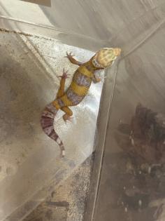 Leopardgecko Tremper Albino