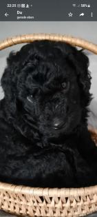 Goldendoodle Mini / Medium Welpen