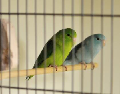 Blaugenick-Sperlingspapageien eigene Nachzucht 2021