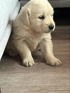 Golden Retriever Welpen