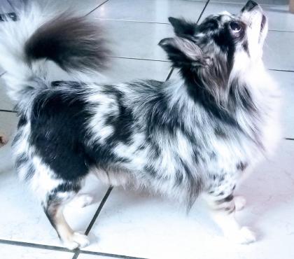 Deckrüde Chihuahua Silber Merle
