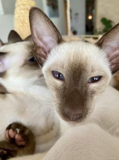 Siamesen kitten kleinen Seelenträger