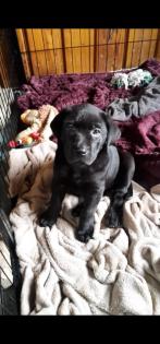 Verkaufe schöne Labrador Welpen