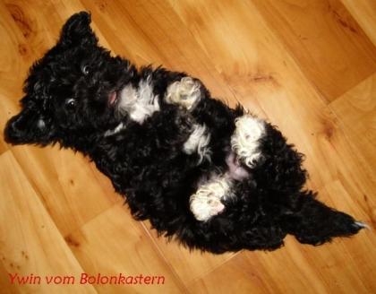 Schöner Bolonka Zwetna Welpe,