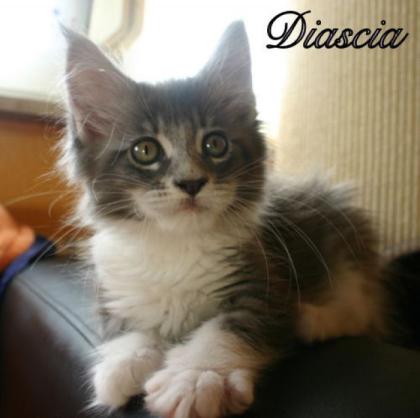 Süßes Maine Coon Mädel abzugeben ab Ende Oktober