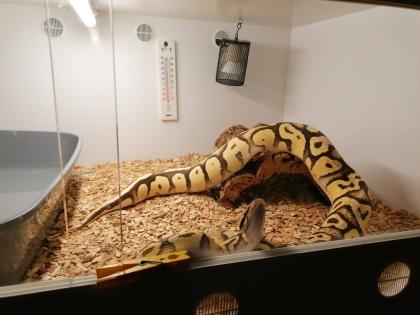 3 wunderschöne Koenigspythons abzugeben