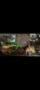 Python lavender Albino mit Terrarium