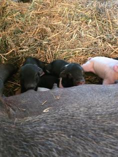 Sattelschwein ferkel