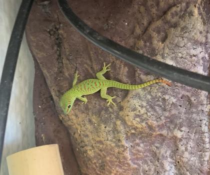 Phelsuma grandis Geckos