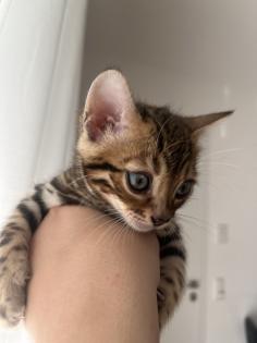 4 zuckersüße Bengal Kitten