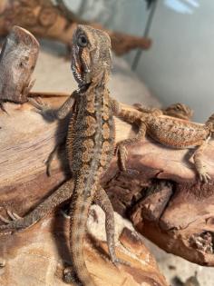 Bartagame Jungtiere