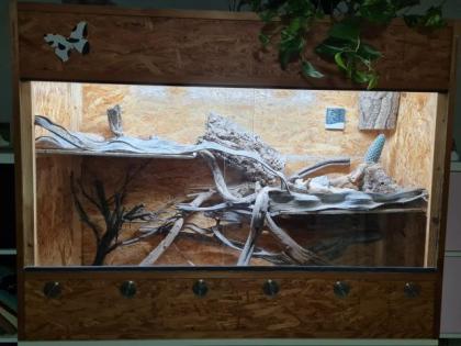 Bartagame inklusive Terrarium
