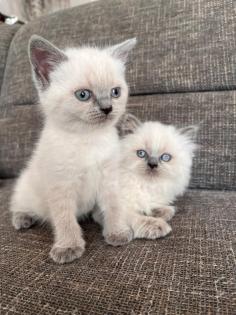 Britisch Kurzhaar Kitten