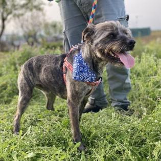Bruno sucht ein Zuhause