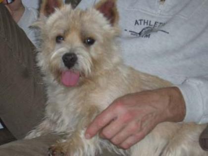 Norwich Terrier