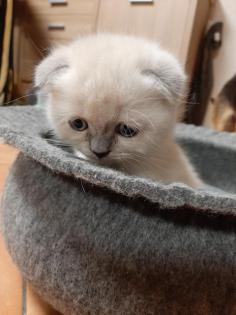 Britisch Kurzhaar SkotischFold BKH Kitten mit blauen Augen