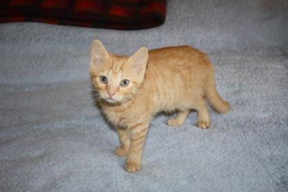 Katzenkinder BKH Mix Weibchen zur Abgabe
