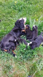 Berner Sennenhund Welpen