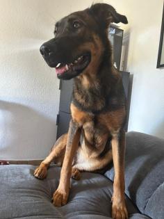 Malinois Schäferhund Boxer Mischling