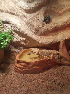 Bartagame mit Terrarium und Zubehör