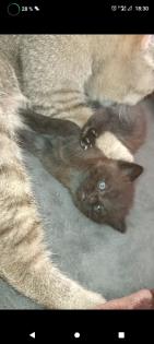 BKH/EHK Mix Kater ab 18. 10 abgabebereit