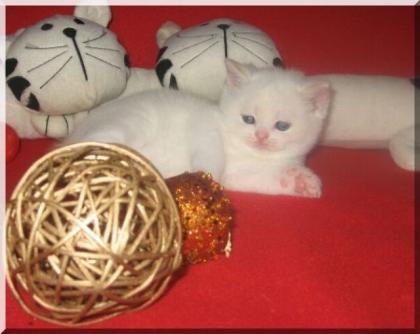 Wir haben noch 3 süße BKH Kitten abzugeben