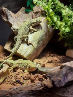 Zwergbartagamen mit Terrarium, Aussengehege und Zubehör