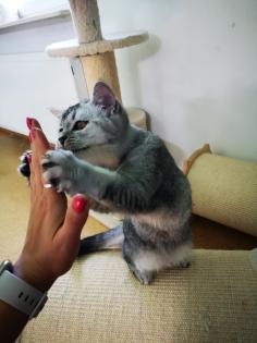 Reinrassige BKH Kitten suchen dich