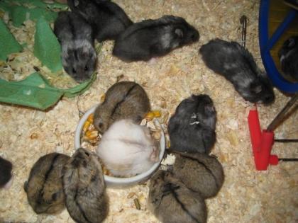 Total süße Zwerghamster Hamster Campbell und Dschungaren