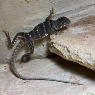 Halsbandleguan Weibchen, Crotaphytus collaris ca. 1, 5 Jahre alt
