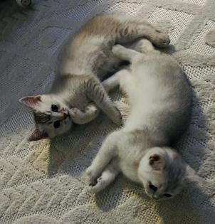 Bkh Kitten ab Sofort nur noch 1 Junge