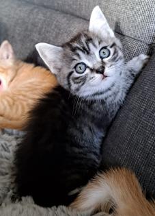 Bkh Red-tabby-kater, Black-silver-tabby-kater