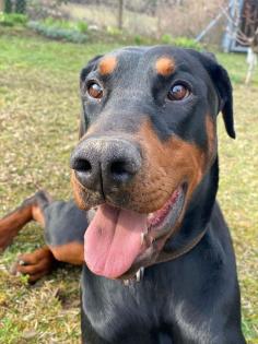 Dobermann Rüde