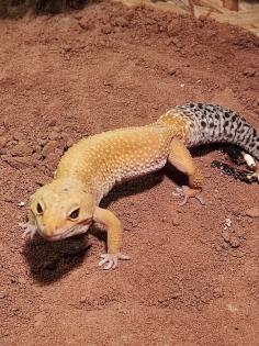 O. 2 Leopardgecko adult