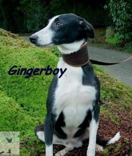 Galgo Espanol Mischling Rüde Gingerboy