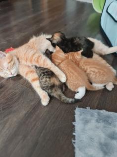 6 zuckersüsse Katzenbabys suchen ein neues Zuhause