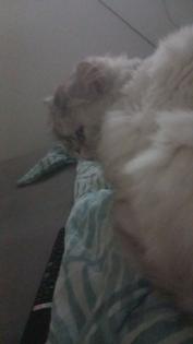 Perser - Maine Coon Coco