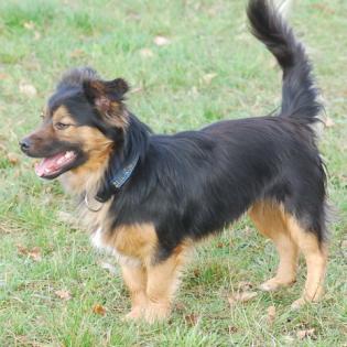Mischlingshund Alfi sucht ein Zuhause